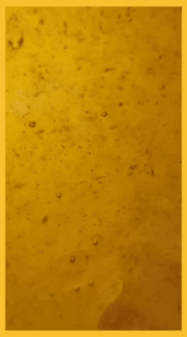 Kirill Rodin GIF
