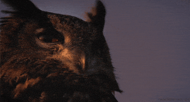 Eurasian Eagle Owl Bird GIF