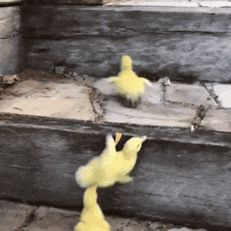 giphy-downsized-large.gif