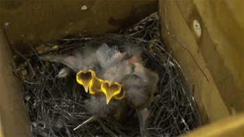 Bird Chick GIF
