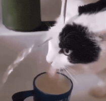Cat GIF