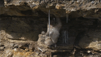 Pbs Nature Snow Monkeys GIF by Nature on PBS