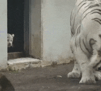 White-tiger GIFs - Get the best GIF on GIPHY