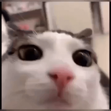 Cat Staring GIF