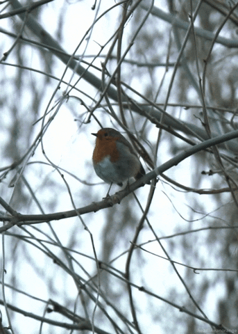 european robin bird GIF by Head Like an Orange