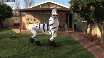 zebra disguise GIF