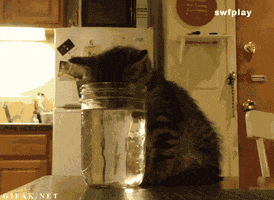 Cat Funny Cat animated GIF