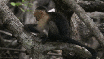 white-headed-capuchin monkey GIF by Head Like an Orange