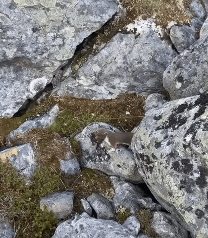 Weasel GIF