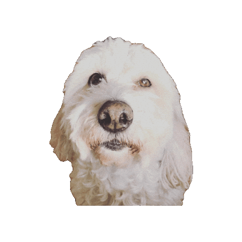 Dog Queen Sticker