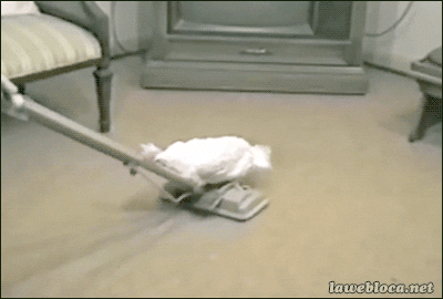 Chicken Cleaning GIF - Find & Share on GIPHY
