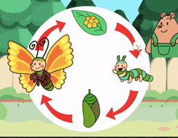 Life Cycle Butterfly GIF