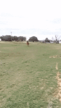 200w.gif#5-grid1