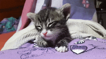 Sleepy Cats GIF