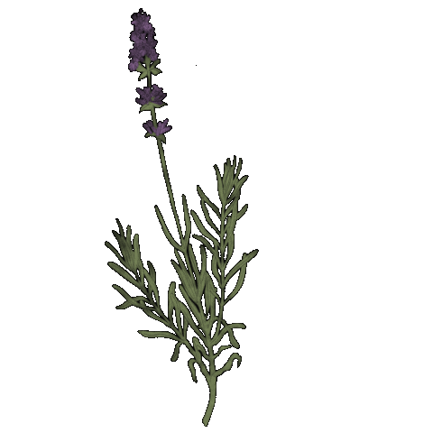 Lavande Sticker