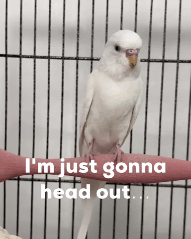 Budgie GIF