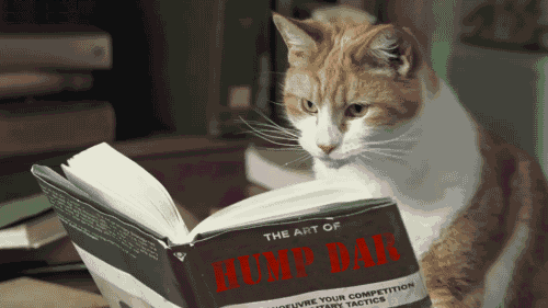 Image result for gif images of cat reading a book