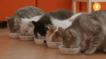 Snacking Cat Food GIF by CuriosityStream