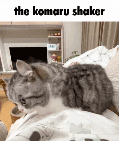 Cat Wiggle GIF