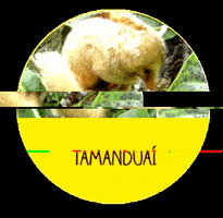 menoresbichosdobrasil animal amazon brazil amazonia GIF