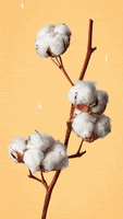 Cotton Cotton Ball GIF by The Fabric of Our Lives