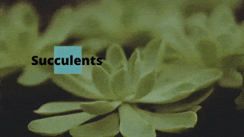 Succulents GIF