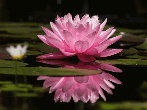water lily GIF