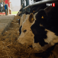 Ot Lunch Time GIF by TRT