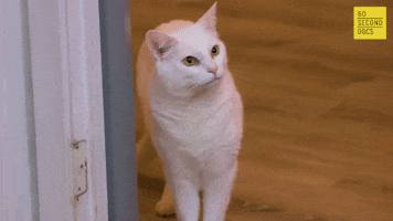 Cat What GIF by 60 Second Docs