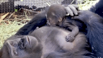 Baby Animal Love GIF by Woodland Park Zoo