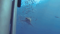 Great White Shark Bites Cage Bars In Guadalupe