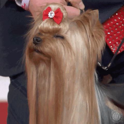 Bored Dog Show GIF by American Kennel Club