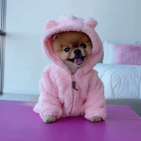 Dog Pink GIF by Jiffpom
