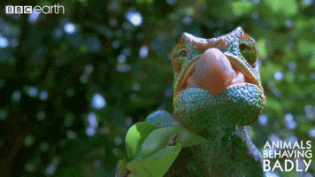 tongue eat GIF by BBC Earth