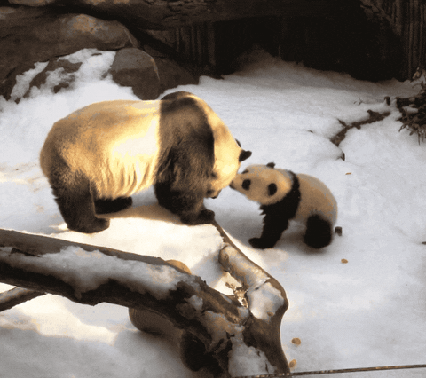 母パンダが優しいとは限らない 今日のgif