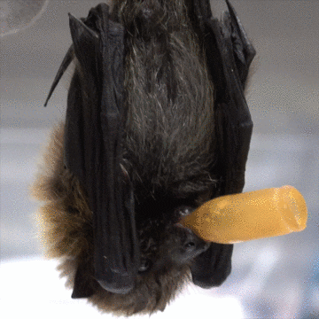 Hungry Fruit Bats GIF by Oregon Zoo