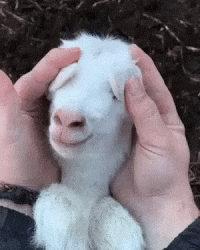 baby pygmy goat gif