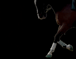 FormaHoofLtd horse pony endurance dressage GIF