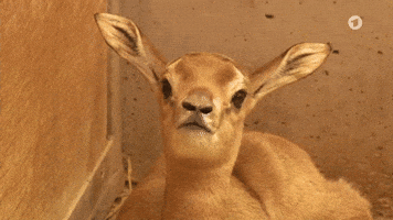 Baby Zoo GIF by Das Erste