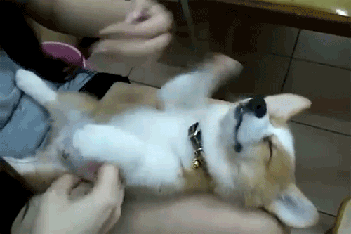 Cute Puppy GIFs - Get the best GIF on GIPHY