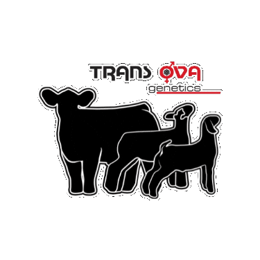 Stock Show Sticker by Trans Ova Genetics