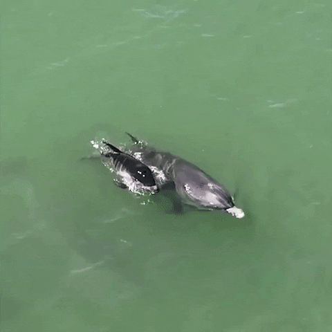 United States Dolphin GIF by Storyful