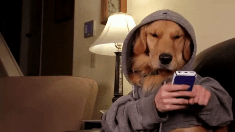 Ignore Golden Retriever GIF - Find & Share on GIPHY