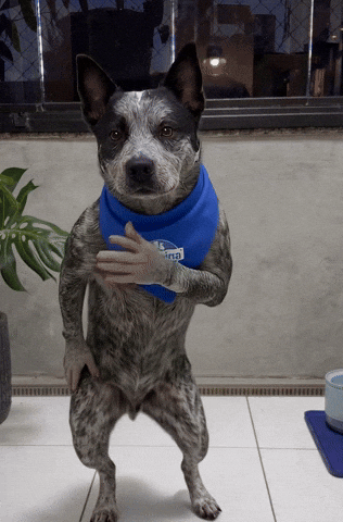 Dance Dog GIF by Tornado - Blue Heeler