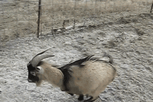 https://media2.giphy.com/media/LumJYWwnr6fSg/giphy.gif?cid=790b76114308098dbe7fad0f7bcf424e375fa37323e4f8a5&amp;rid=giphy.gif&amp;ct=g