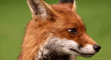 red fox GIF by Head Like an Orange