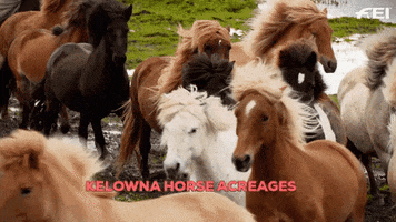 GIF by Local Marketing Plus