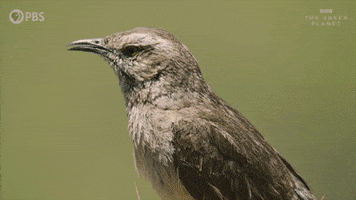 Bbc Bird GIF by PBS