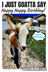 happy birthday goat gif