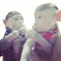 monkeys lollipops GIF